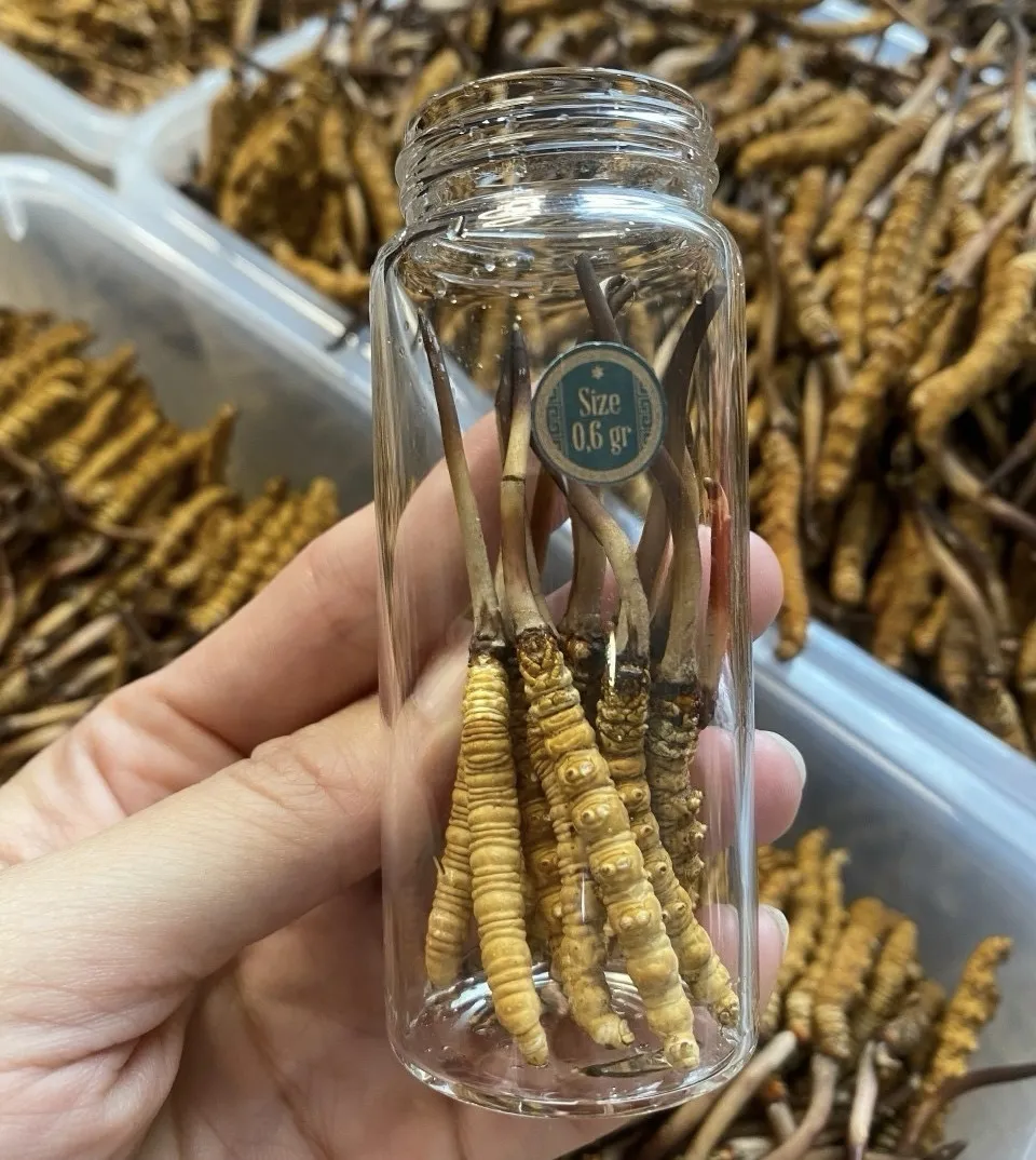 Đông trùng hạ thảo tươi nguyên con Tây Tạng Size 0.6g